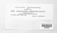 Asperisporium asclepiadis image